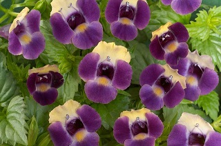 4.75T/10TORENIA SW LARGE BLUE