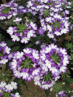 4.75T/10VERBENA FIREHOUSE BLUE F