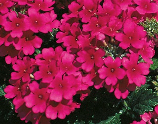 4.75T/10VERBENA CADET UPRT VT BL