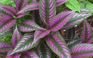 4.75T/10STROBILANTHES PERSN SHLD