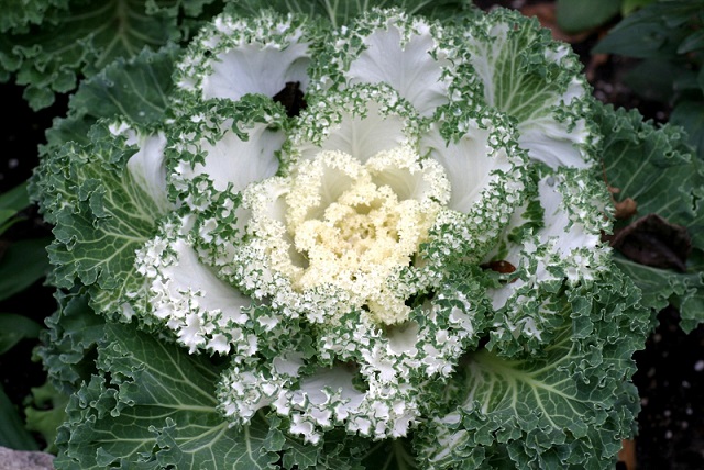 7.5" KALE NAGOYA WHITE
