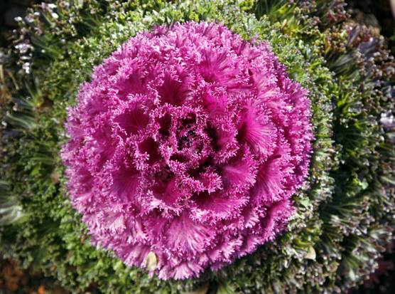7.5" KALE GLAMOUR RED