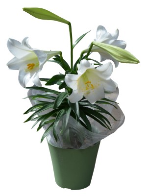 6" LILY WHITE