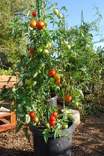 E6.5T/3TOMATO BIG BOY