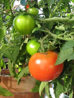 E6.5T/3TOMATO EARLY GIRL