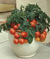 E6.5T/3TOMATO GRAPE