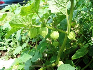 E6.5T/3TOMATO TOMATILLA TAMAYO