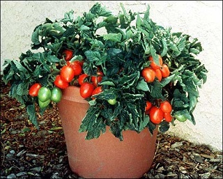 E6.5T/3TOMATO ROMA