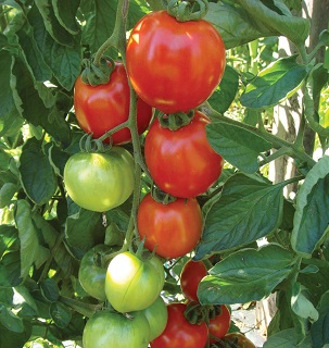E6.5T/3TOMATO SUPER FANTASTIC