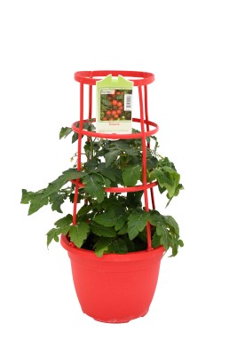 ETUB10"TOMATO LITTLE BING