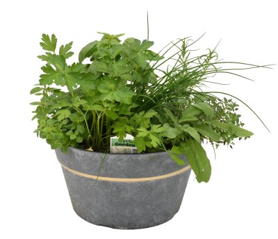 E BOWL HERB GARDEN