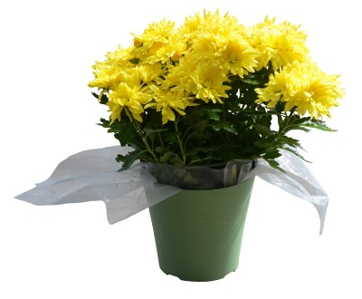6.5" POT MUM YELLOW
