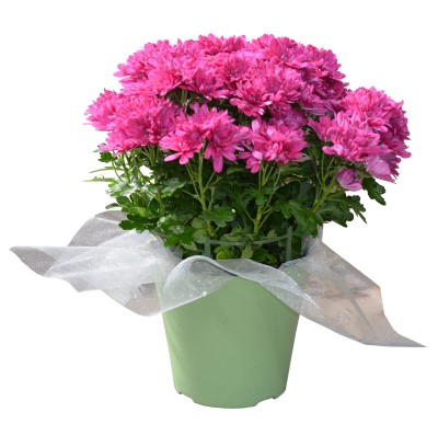 6.5" POT MUM PINK