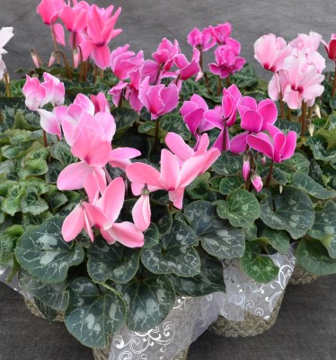 6.5" CYCLAMEN SHADES PINK/PUR PC