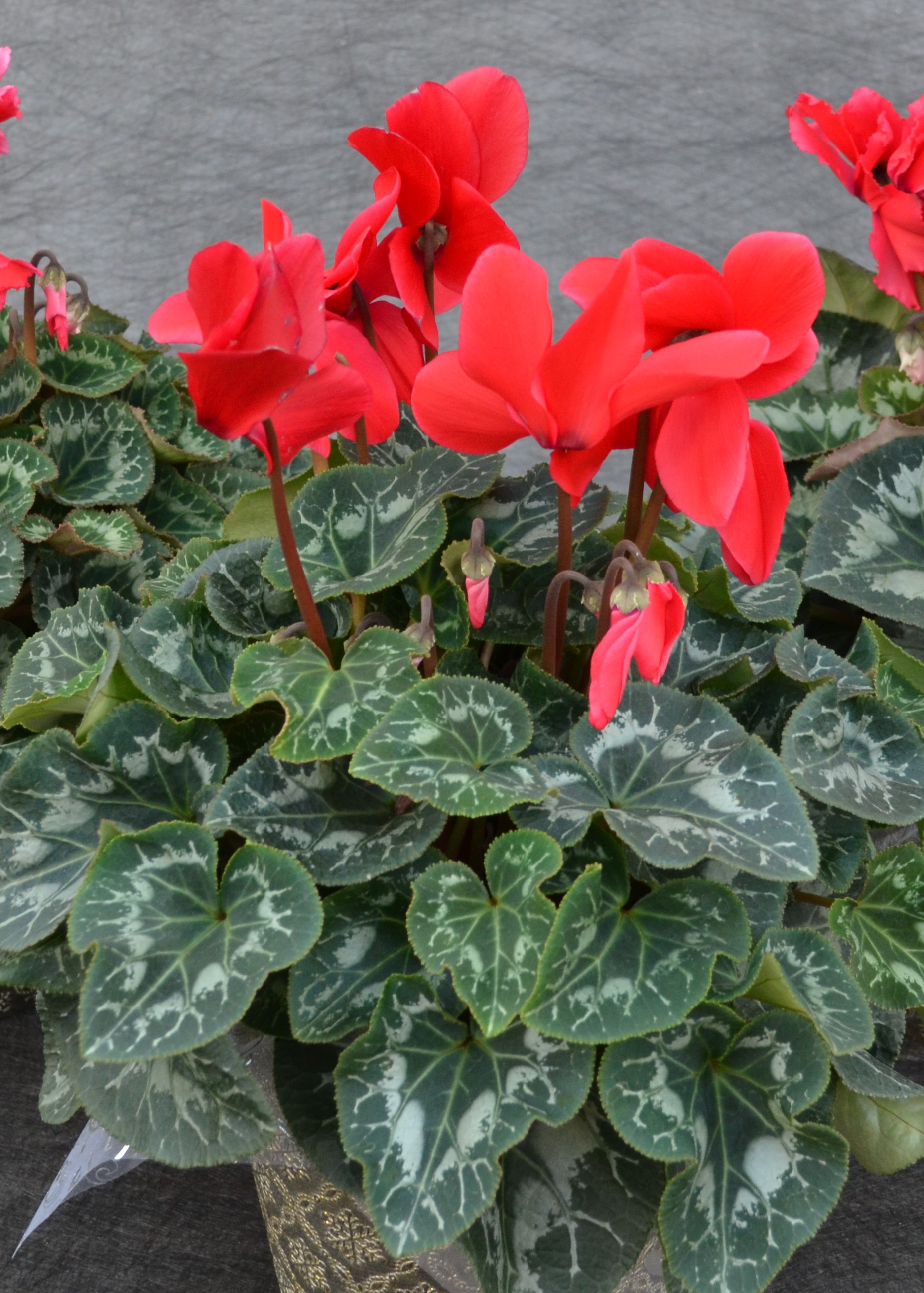 6.5" CYCLAMEN RED PC