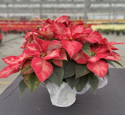 6.5" POINSETTIA PREM ICE CRST