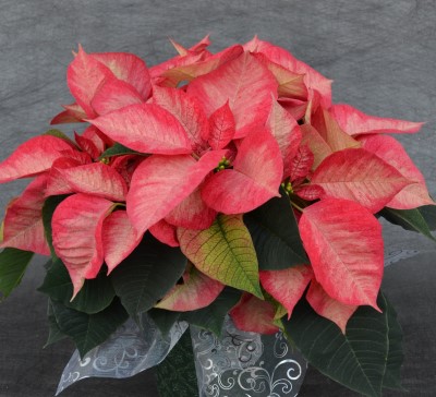 6.5" POINSETTIA PREM ICE CRST PC
