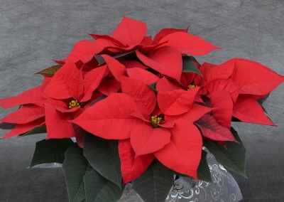 6.5" POINSETTIA RED PC