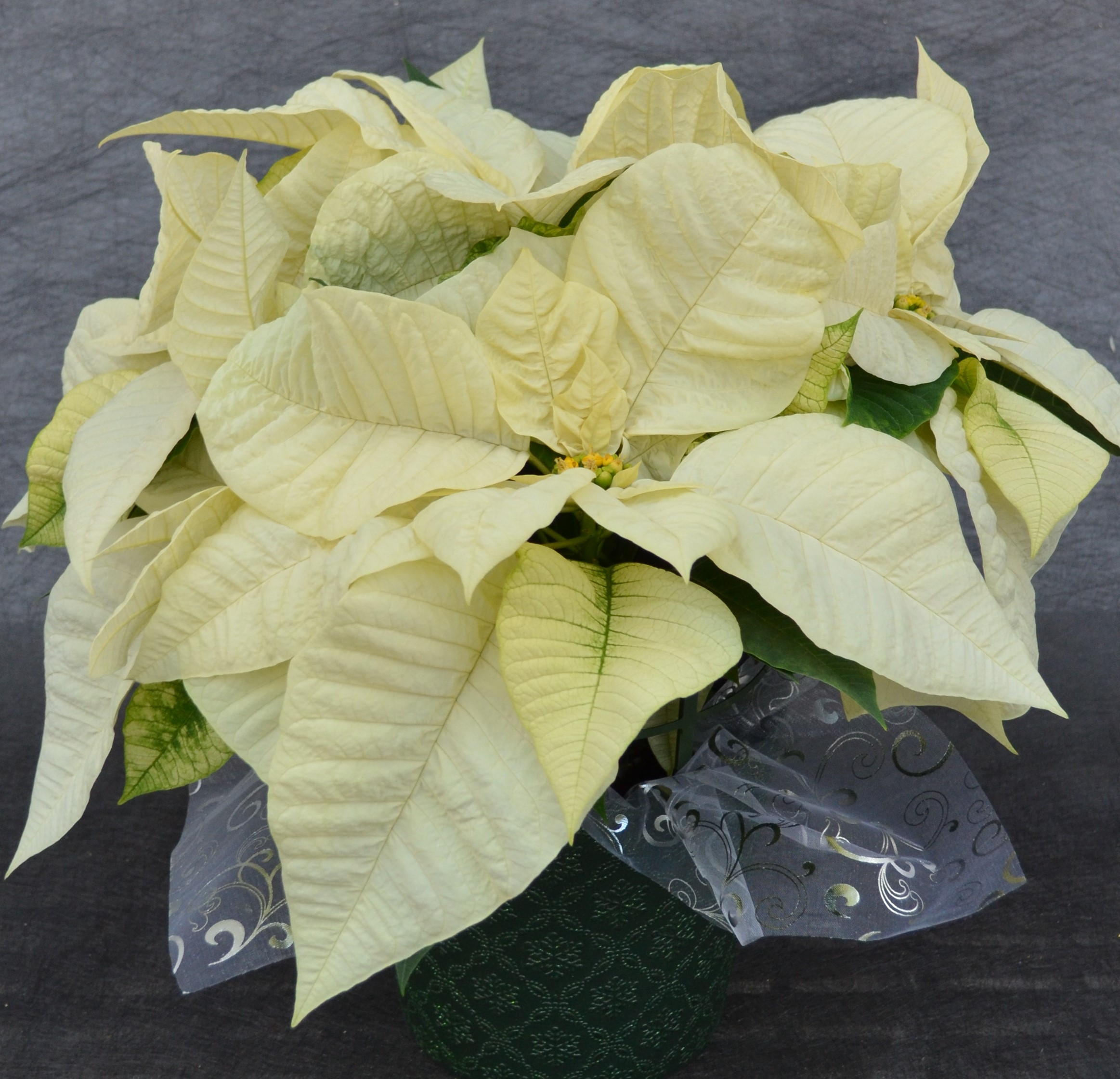 6.5" POINSETTIA WHITE PC