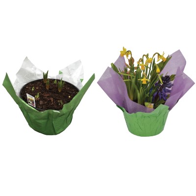 8" BULB GARDN GROW & SHOW