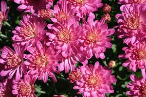 9" MUM PINK