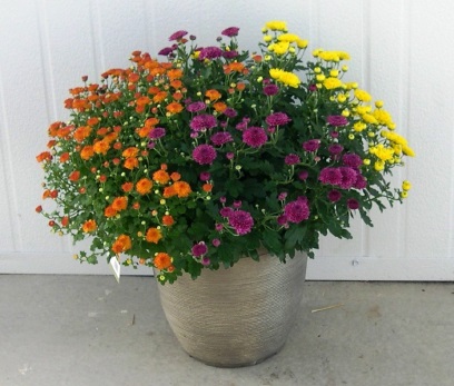 9" MUM MIX TRICOLOR