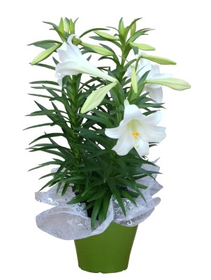 8" LILY WHITE