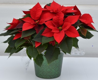 8" POINSETTIA RED PC