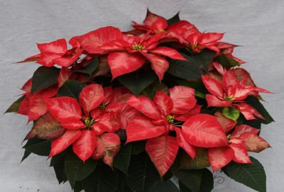 8" POINSETTIA PREM ICE CRYSTL