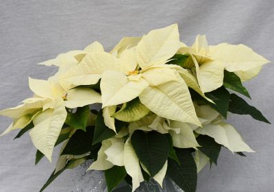8" POINSETTIA WHITE