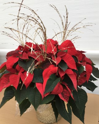 8" POINSETTIA DAZZLER RED