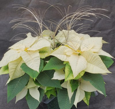 8" POINSETTIA DAZZLER WHITE