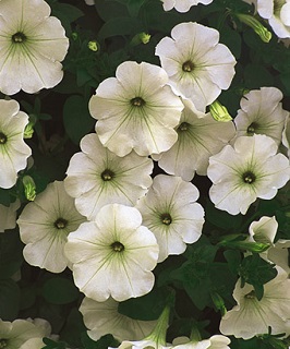 4.75T/10PETUNIA SUPERCAL WHITE