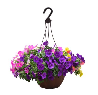 HB12"PETUNIA SUPERTUNIA MIX