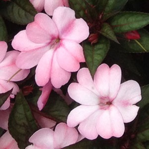 4.75T/10SUNPATIENS HOT PINK