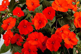 4.75T/10SUNPATIENS ELCTRC ORANGE