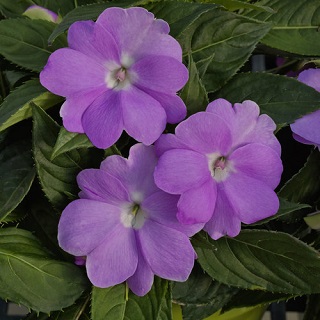 4.75T/10SUNPATIENS LAVENDR SPLSH