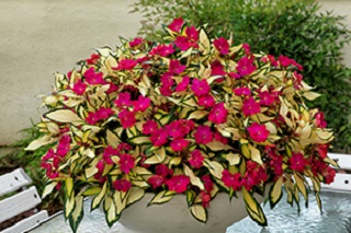 4.75T/10SUNPATIENS TROPICAL ROSE
