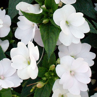 4.75T/10SUNPATIENS WHITE