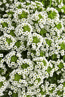4.75T/10LOBULARIA WHITE STREAM