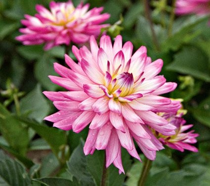 Z-6.5T/3CORDYLINE FLORICA