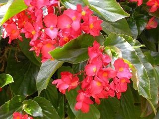 304T/12BEGONIA DRAGONWING RED