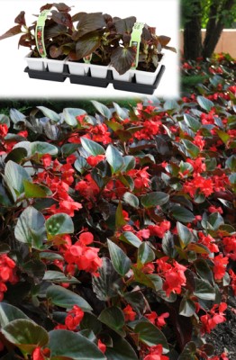 304T/12BEGONIA BIG BL RED