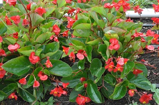 304T/12BEGONIA BIG GL RED
