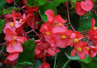 304T/12BEGONIA BIG GL ROSE