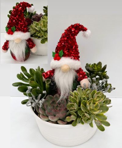 HOLIDAY SUCCULENT GARDEN W/GNOME