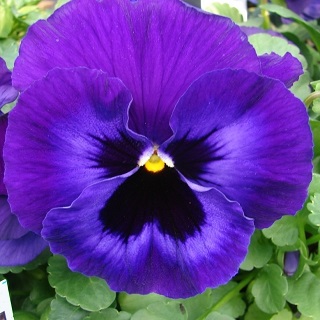 306T/18PANSY NEON VIOLET