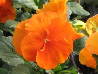 306T/18PANSY PURE ORANGE