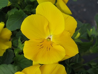 306T/18PANSY PURE YELLOW