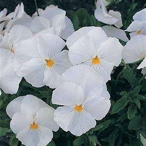 306T/18PANSY PURE WHITE